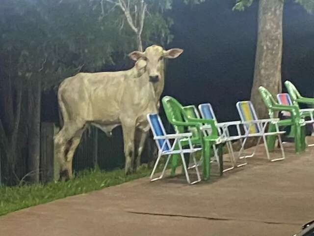 Boi em fuga causa tumulto nos altos da Avenida Afonso Pena