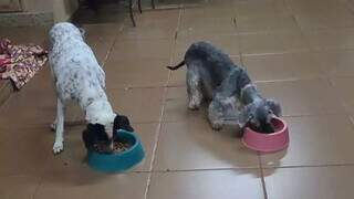 Abandonada duas vezes, cadela schnauzer espera por fam&iacute;lia definitiva