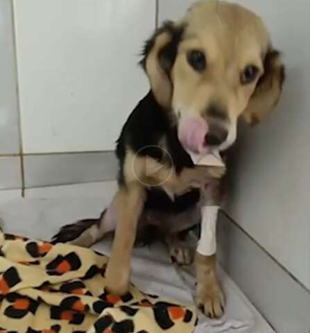 Vit&oacute;ria: da luta pela sobreviv&ecirc;ncia &agrave; busca por uma fam&iacute;lia