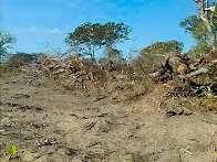 Fazendeiro pagará meio milhão de indenização por desmate no Pantanal