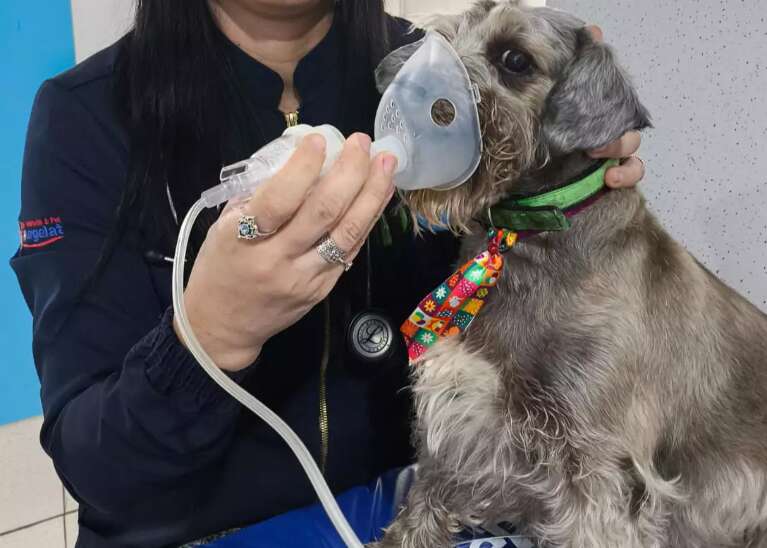 Ambiente úmido e limpo ajuda a evitar alergias respiratórias nos pets