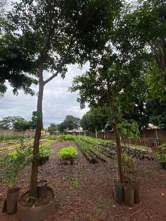 Viveiro tem 3 figueiras prontas para plantio nas avenidas de Campo Grande