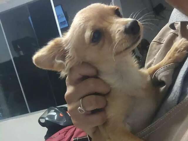 Fam&iacute;lia busca Gigante, c&atilde;o epil&eacute;ptico que fugiu de casa no S&atilde;o Conrado