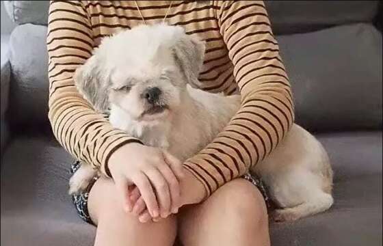 Depois de reportagem, cachorrinha cega e idosa reencontra família