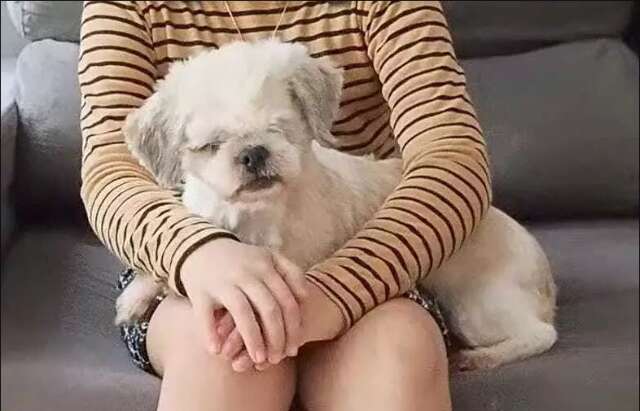 Depois de reportagem, cachorrinha cega e idosa reencontra fam&iacute;lia