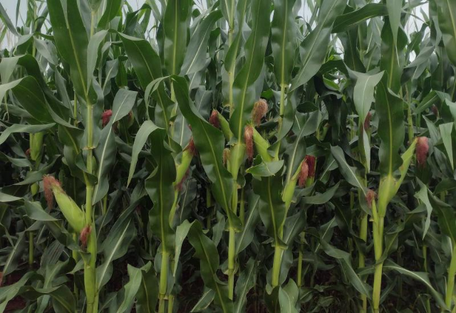 Na reta final da colheita, seca afeta 52% da &aacute;rea plantada em MS