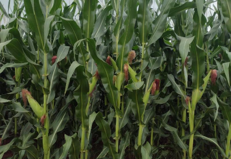 Na reta final da colheita, seca afeta 52% da &aacute;rea plantada em MS