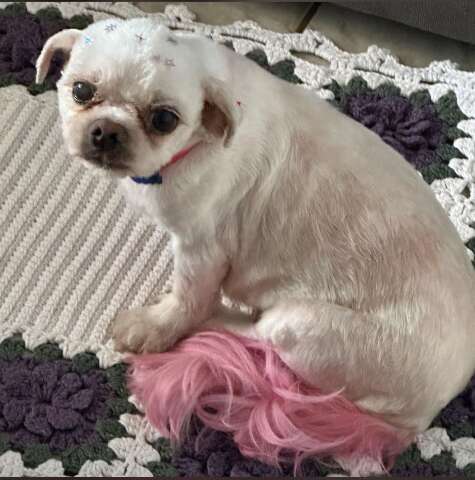 Cadela shih tzu que toma medicação controlada desaparece no Bairro Taquarussu