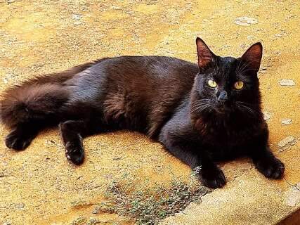 Vinicius Jr some e tutora faz vig&iacute;lia madrugada adentro para encontrar o gato