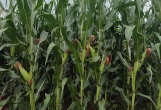 Na reta final da colheita, seca afeta 52% da &aacute;rea plantada em MS