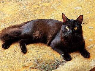Vinicius Jr some e tutora faz vig&iacute;lia madrugada adentro para encontrar o gato