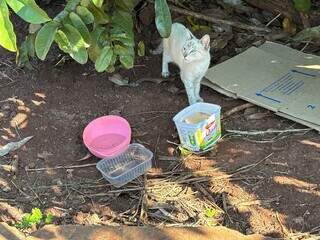 Protetores unem for&ccedil;as para salvar gatos amea&ccedil;ados em terreno baldio da Capital