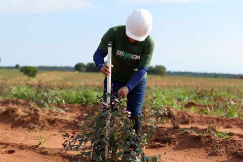 MS Qualifica Digital oferece 1,2 mil vagas em capacita&ccedil;&otilde;es no setor florestal