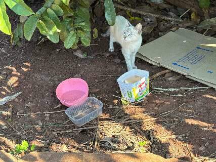 Protetores unem for&ccedil;as para salvar gatos amea&ccedil;ados em terreno baldio da Capital
