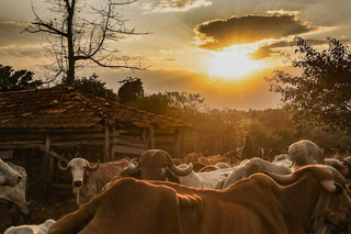Produtores rurais de MS têm até 2 de junho para declarar rebanhos Produtores rurais de MS têm até 2 de junho para declarar rebanhos