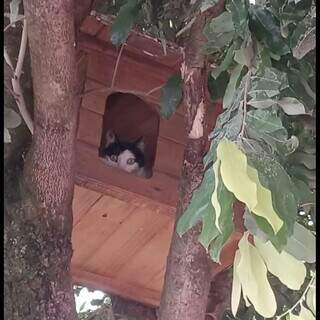 Protetores unem forças para salvar gatos ameaçados em terreno baldio da Capital Protetores unem forças para salvar gatos ameaçados em terreno baldio da Capital