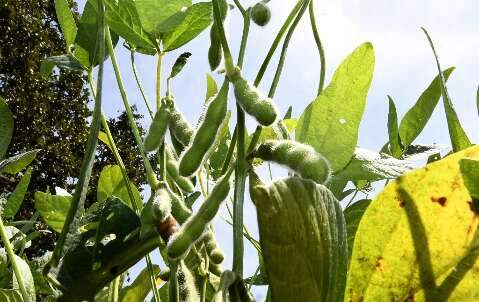 MS tem menor margem de lucro entre estados produtores de soja, aponta estudo