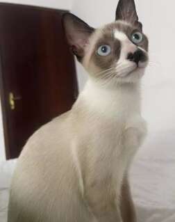 Fam&iacute;lia oferece R$ 500 de recompensa por gato desaparecido no Santa F&eacute;
