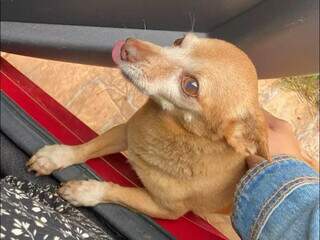 Biom&eacute;dica procura por Pitoco, pinscher que a acompanha h&aacute; 13 anos