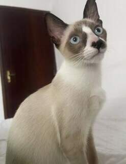 Família oferece R$ 500 de recompensa por gato desaparecido no Santa Fé Família oferece R$ 500 de recompensa por gato desaparecido no Santa Fé