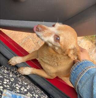 Biom&eacute;dica procura por Pitoco, pinscher que a acompanha h&aacute; 13 anos