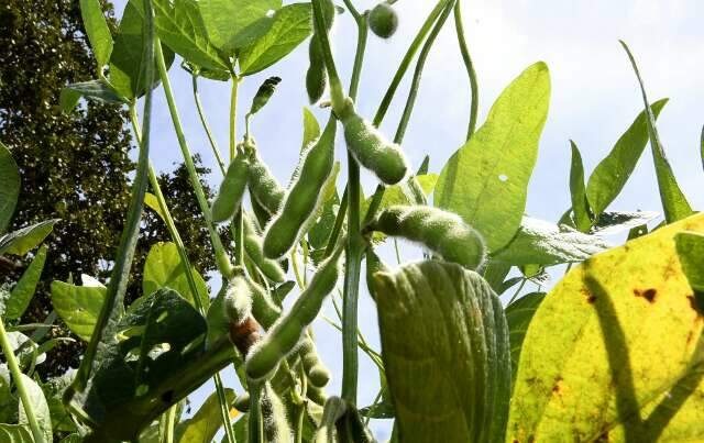 MS tem menor margem de lucro entre estados produtores de soja, aponta estudo
