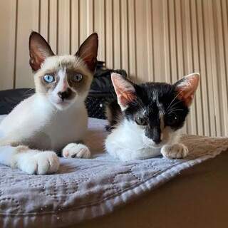 Família oferece R$ 500 de recompensa por gato desaparecido no Santa Fé Família oferece R$ 500 de recompensa por gato desaparecido no Santa Fé
