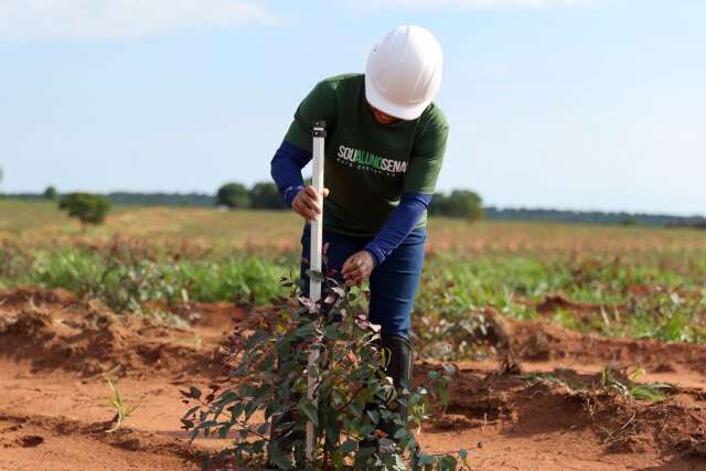 MS Qualifica Digital oferece 1,2 mil vagas em capacita&ccedil;&otilde;es no setor florestal