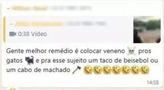 Protetores unem for&ccedil;as para salvar gatos amea&ccedil;ados em terreno baldio da Capital