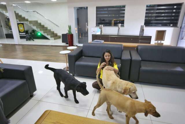 Moradores ilustres: c&atilde;es acolhidos por policiais ganham lar e afeto no Dracco