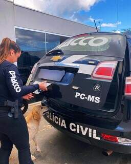Moradores ilustres: c&atilde;es acolhidos por policiais ganham lar e afeto no Dracco