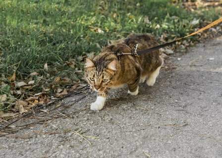 Gato de coleira: voc&ecirc; acha que os felinos tamb&eacute;m podem passear?