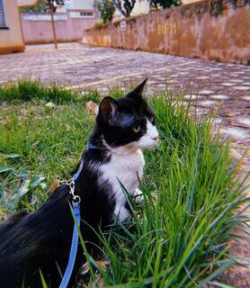 N&atilde;o &eacute; s&oacute; cachorro que passeia: com costume, gato tamb&eacute;m pode gostar 
