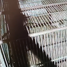 Ainda reativa &agrave; presen&ccedil;a humana, on&ccedil;a se recupera monitorada por v&iacute;deo