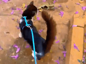 N&atilde;o &eacute; s&oacute; cachorro que passeia: com costume, gato tamb&eacute;m pode gostar 
