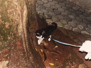N&atilde;o &eacute; s&oacute; cachorro que passeia: com costume, gato tamb&eacute;m pode gostar 
