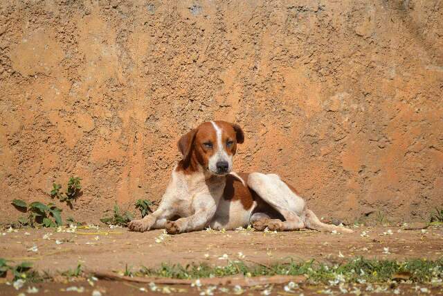 CCZ alerta: animais soltos nas ruas correm riscos de doen&ccedil;as e atropelamentos 