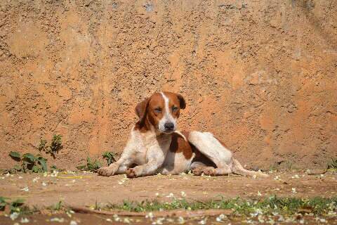 CCZ alerta: animais soltos nas ruas correm riscos de doen&ccedil;as e atropelamentos 