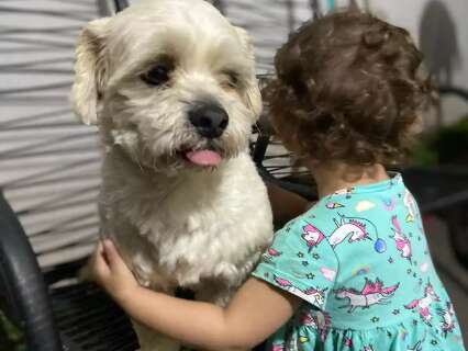 Menina de 4 anos tem febre ap&oacute;s sumi&ccedil;o de c&atilde;ozinho no Nova Lima