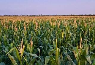 Produzir um hectare de milho custa R$ 4,4 mil em MS