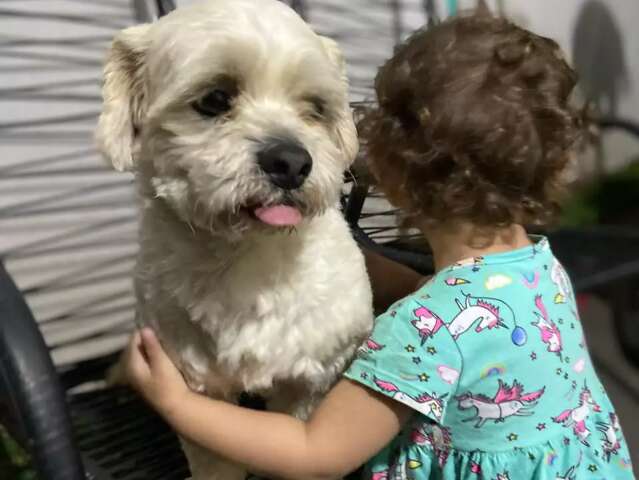Menina de 4 anos tem febre ap&oacute;s sumi&ccedil;o de c&atilde;ozinho no Nova Lima