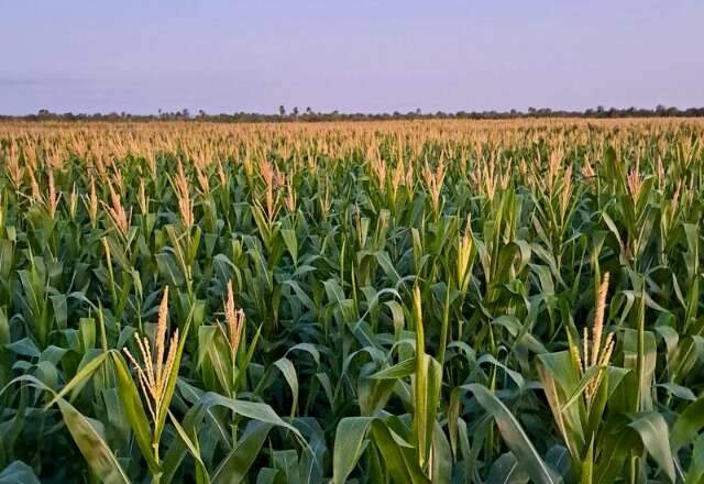 Produzir um hectare de milho custa R$ 4,4 mil em MS
