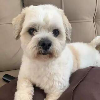 Menina de 4 anos tem febre ap&oacute;s sumi&ccedil;o de c&atilde;ozinho no Nova Lima