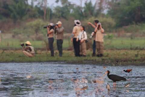 Global Big Day: maior evento de observa&ccedil;&atilde;o de aves do mundo movimenta MS