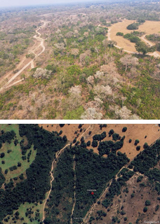 Propriet&aacute;rios de fazenda no Pantanal v&atilde;o ter que recuperar &aacute;rea queimada
