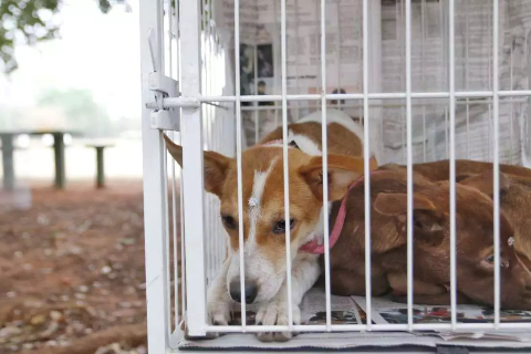 C&atilde;es e gatos adultos estar&atilde;o na Pra&ccedil;a da Bol&iacute;via &agrave; espera de um novo lar