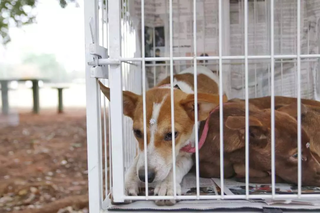 C&atilde;es e gatos adultos estar&atilde;o na Pra&ccedil;a da Bol&iacute;via &agrave; espera de um novo lar