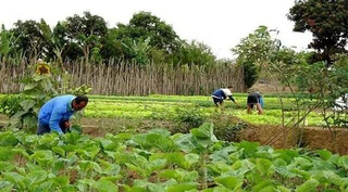 Riedel sanciona selo da agricultura familiar e oficializa &quot;Vale da Celulose&quot;