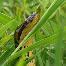 Com a linguinha de fora, sucuri amarela &eacute; flagrada no Pantanal
