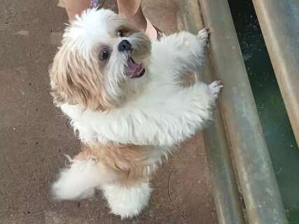 Assustado com fogos, Shih Tzu foge e est&aacute; desaparecido h&aacute; quatro dias 